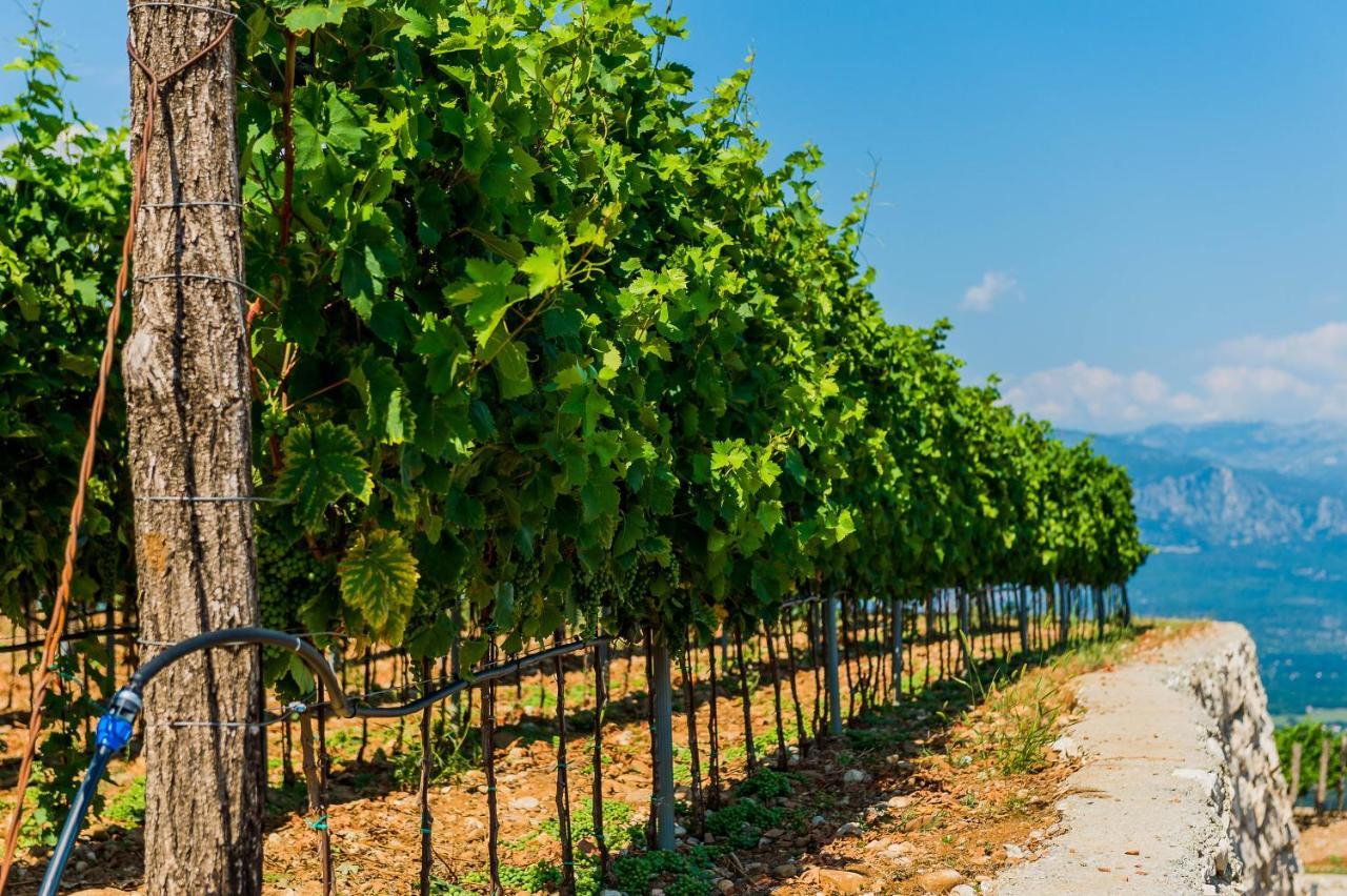 Eco Winery Lipovac Apartments Cetinje Exterior photo